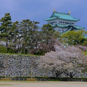 Sakura di Nagoya Castle