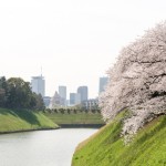 Sakura di taman Chidorigafuchi