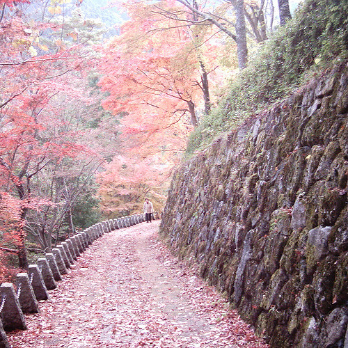 Sakura road atau jalan sakura