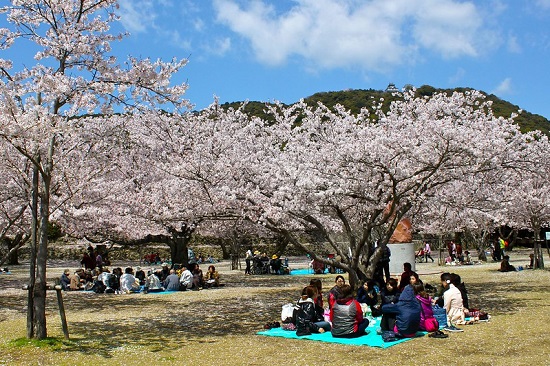 Serunya hanami sakura di Kastil Iwakuni