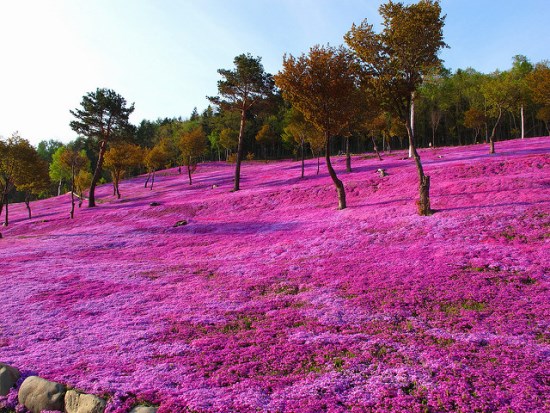 Shibazakura di Kebun Bunga Takinoue