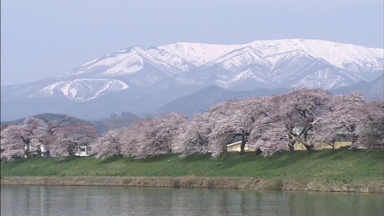 Shiroishi River Sakura dan Gunung Zao di belakangnya