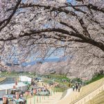 Suasana Asahigawa Sakura di Okayama