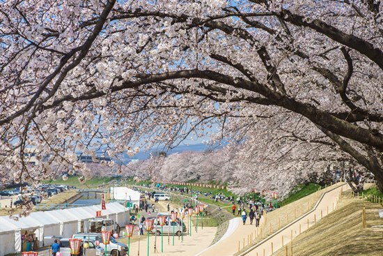Asahigawa Sakura Okayama - Info Liburan dan Wisata di Jepang