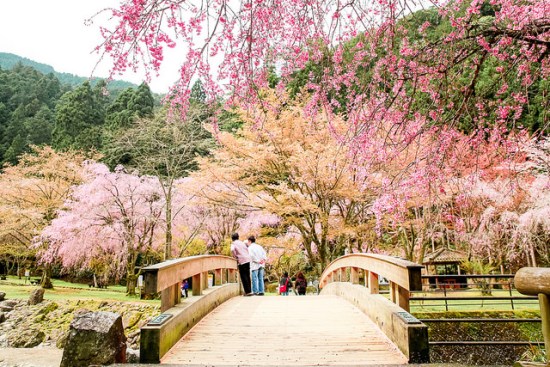 Suasana Festival Sakura Yoshino di Nara