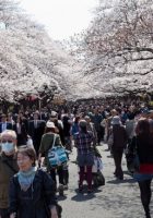 Tempat Wisata di Tokyo Taman Ueno