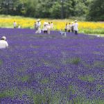 Suasana Kebun Lavender Tambara