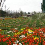 Suasana Kebun Tulip Tonami di Toyama