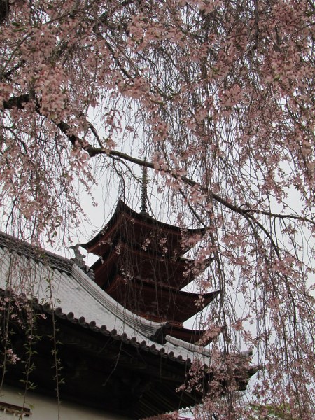 Suasana Miyajima Sakura 2020