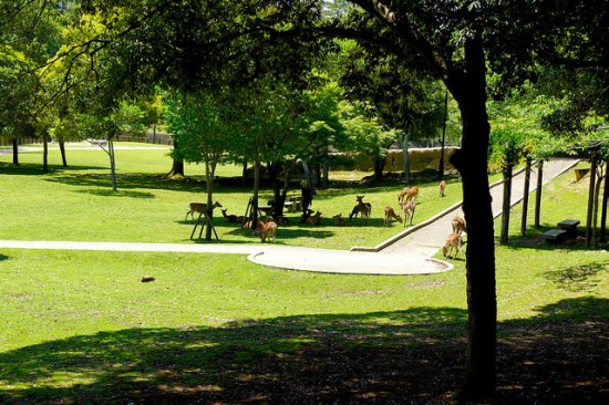 Suasana Nara Park selatan