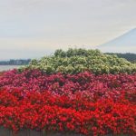 Suasana Oishi Park di tepi Danau Kawaguchiko