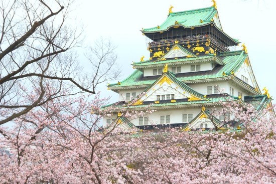 Suasana Osaka Castle Sakura 2020