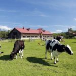 Suasana Peternakan Koiwai Farm