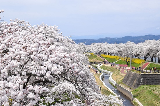 Suasana Shibata Cherry Blossom Festival
