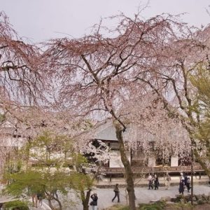 Suasana Tenryuji Temple Sakura 2020