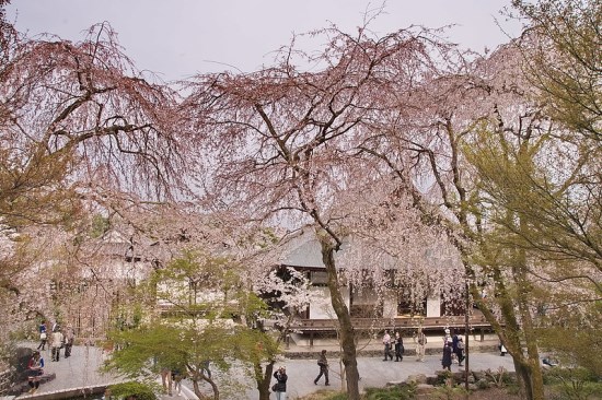 Suasana Tenryuji Temple Sakura 2020