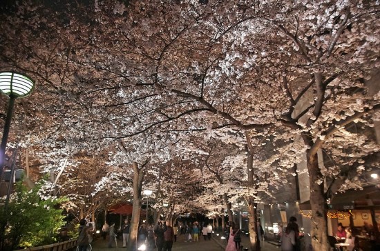 Suasana Yozakura saat Gion Shirakawa Sakura 2020