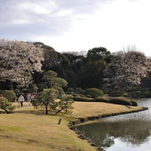 Suasana bunga saat Rikugien Garden Sakura 2020