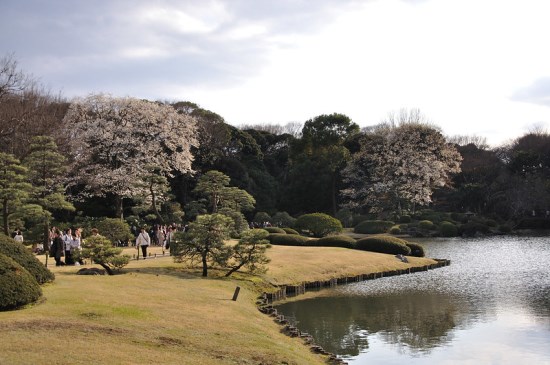 Suasana bunga saat Rikugien Garden Sakura 2020