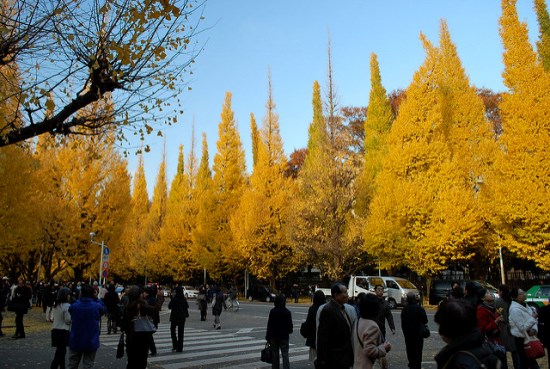 Suasana di jalan Icho Namiki Taman Jingu Gaien