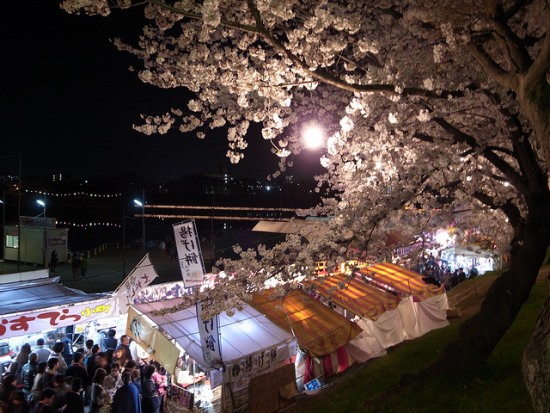 Suasana festival hanami sakura di Kastil Okazaki
