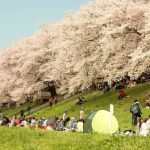 Suasana hanami di Taman Sewaritei Kyoto