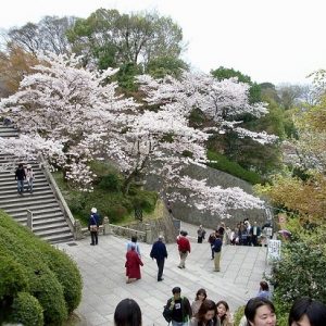 Suasana hanami sakura di Maruyama Koen Kyoto