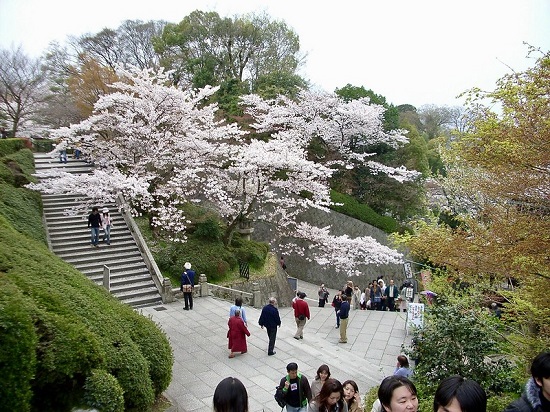 Suasana hanami sakura di Maruyama Koen Kyoto