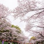 Suasana hanami sakura di Taman Ueno Tokyo