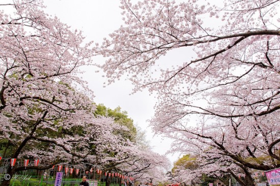 Suasana hanami sakura di Taman Ueno Tokyo