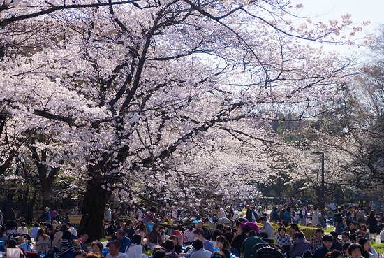 Suasana hanami sakura di Taman Yoyogi