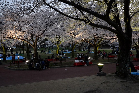 Suasana iluminasi sakura di Taman Bampaku Kinen Koen