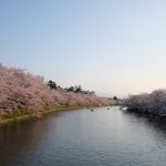 Suasana kanal Kastil Hirosaki saat musim sakura