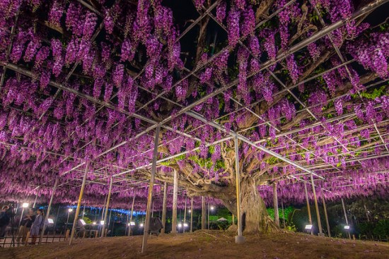 Suasana malam hari saat Festival Great Wisteria Ashikaga