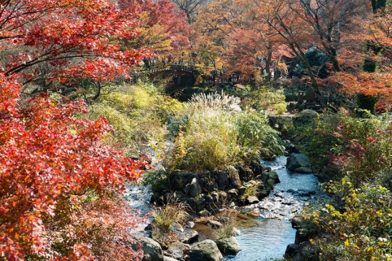 Suasana momiji saat Festival Momiji Atami