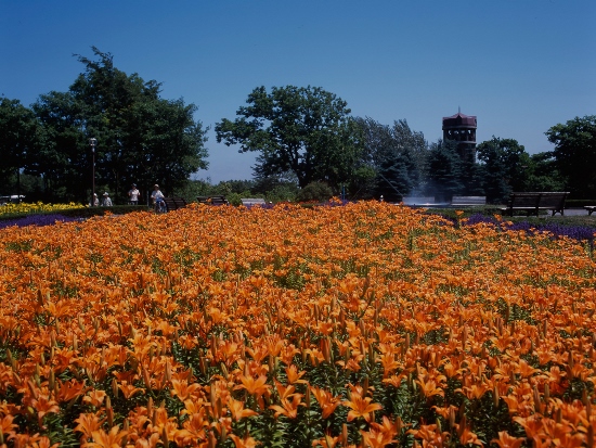 Suasana musim panas di Sapporo Yurigahara Park