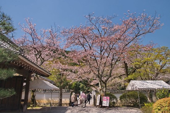 Suasana saat Bishamondo Temple Sakura 2020