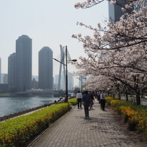 Suasana saat Sumida Park Sakura 2020