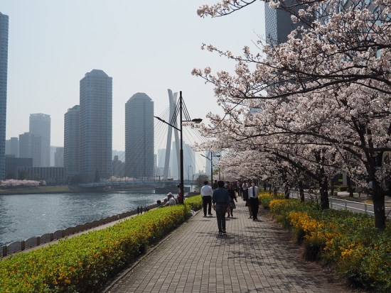 Suasana saat Sumida Park Sakura 2020