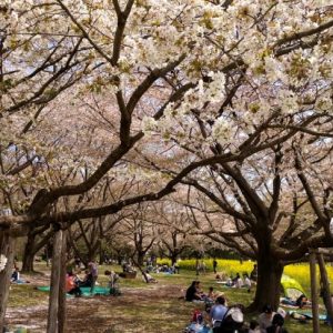 Suasana sakura waktu Showa Memorial Park Sakura 2020