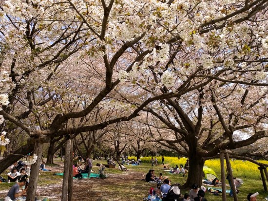 Suasana sakura waktu Showa Memorial Park Sakura 2020