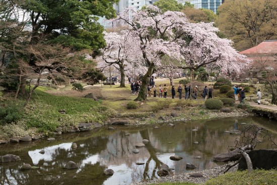 Suasana waktu Koishikawa Korakuen Sakura 2020