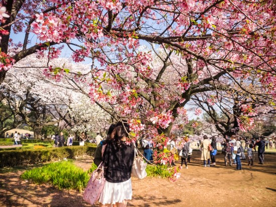 Suasana waktu Shinjuku Gyoen Park Sakura 2020