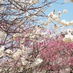 Taman Kairakuen Ibaraki Ume Matsuri