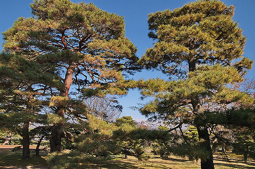 Taman Katsura di Imperial Palace Kyoto