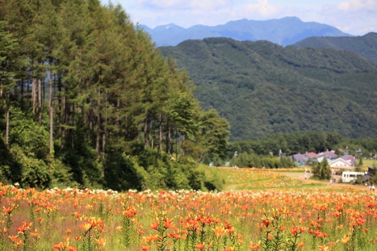 Taman Lily Hunter Mountain