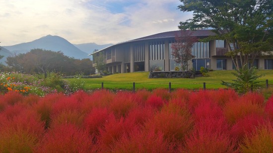 Tanaman Cochia di halaman Pusat Hayati Kawaguchiko Oishi Park