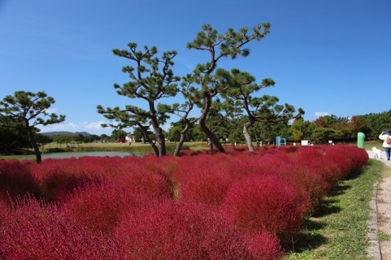 Tanaman Kokia di Uminonakamichi Seaside Park