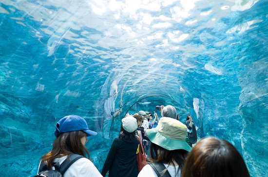Terowongan akuarium di Asahikawa Zoo