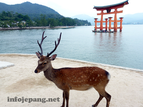 Rusa dengan latar belakang Torii Agung Miyajima